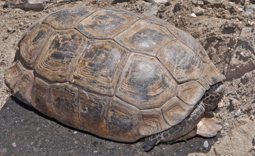 Desert Tortoise, Gopherus agassizii