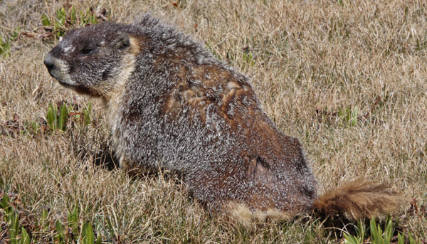 Yellow Bellied Marmot