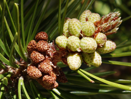 Pollen Cones