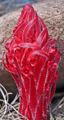 Snow Plant