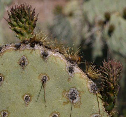 Prickly Pear New Growth