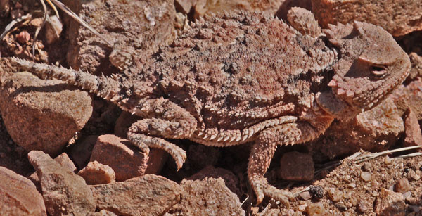 Short Horned Lizard