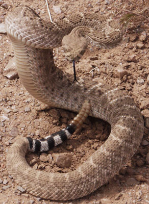 Western Diamondback Rattlesnake