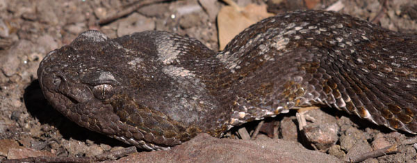 Western Rattlesnake