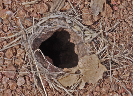 Wolf Spider Hole