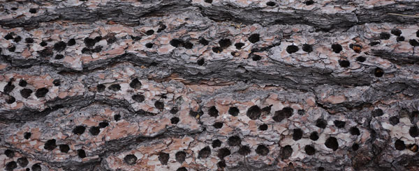 Woodpecker Holes in Bark