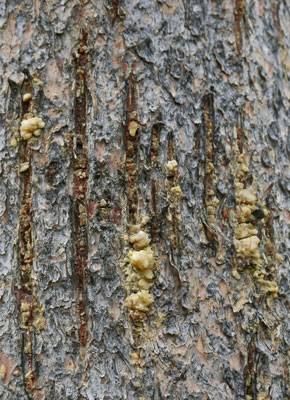 Bear Scratched Bark