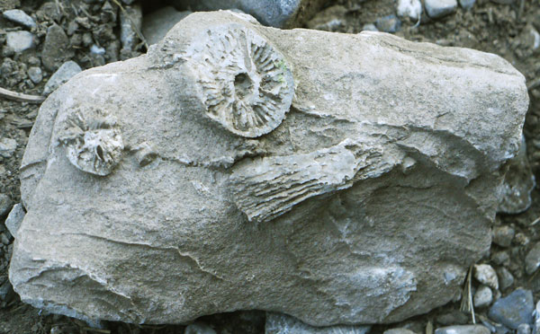 Coral Fossil