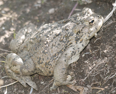 Western Toad