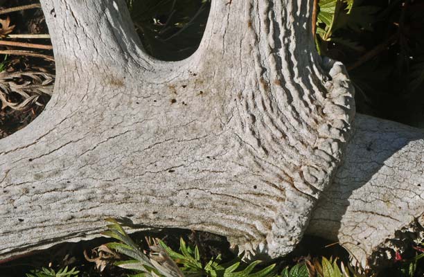 Mule Deer Antler