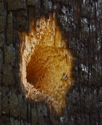 Woodpecker Hole in Charred Tree