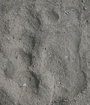 Black Bear Foot Print