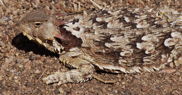 Horned Lizard