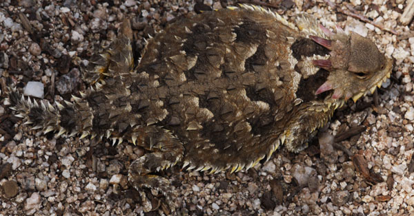 Horned Lizard