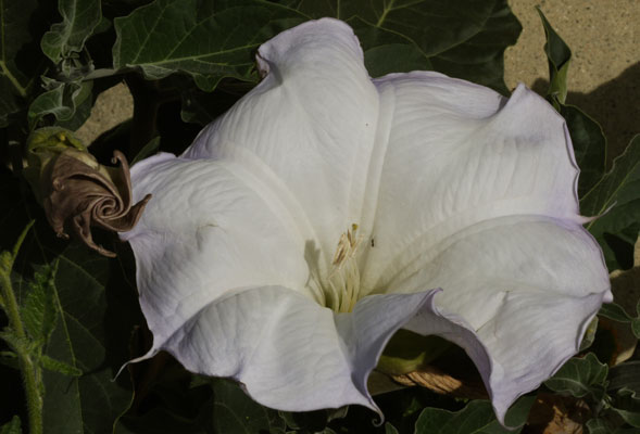 Jimson Weed