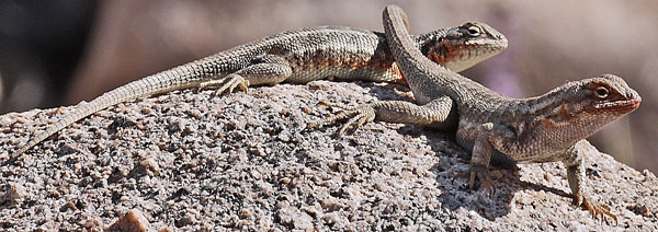 Mating Lizards