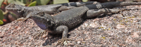 Mating Lizards