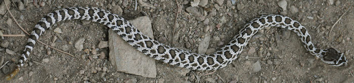 Rattlesnake