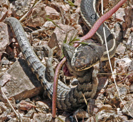 Snake Fighting Lizard