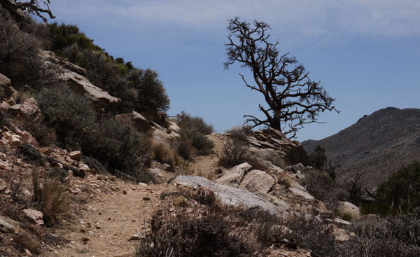 Tree and Pacific Crest Trail