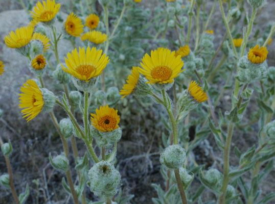 Woolly Sunflowers