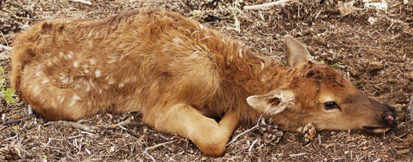 Elk Calf