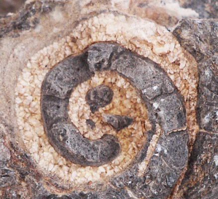 Fossil Snail