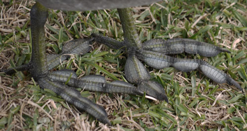 Top of American Coots Feet