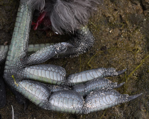 Side of American Coots Feet