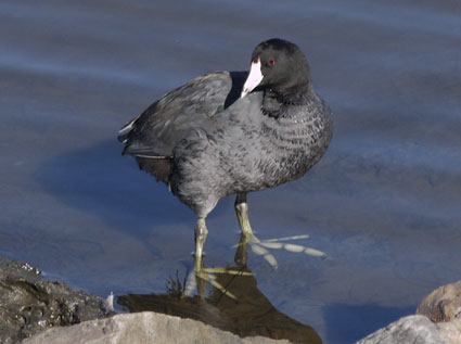 American Coot Perched on Rip Rap