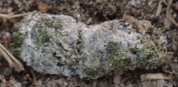 Dried American Coot Scat with white Uric Acid Coating