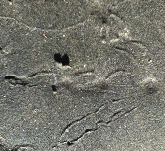 American Coot Track in Sand