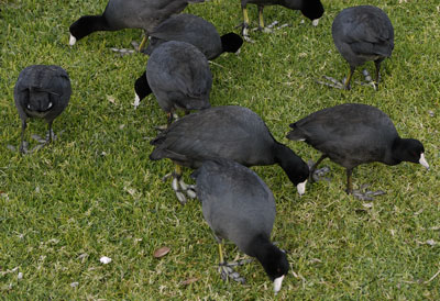 American Coots Eating Lawn Grass