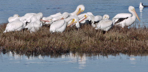 American White Pelicans on San Diego River Sandbar
