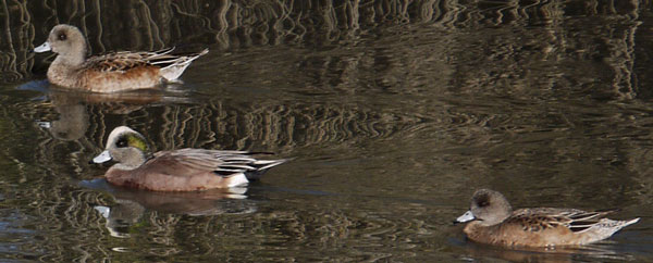 American Wigeons in Famosa Slough