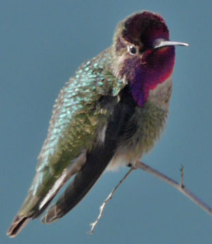 Annas Hummingbird