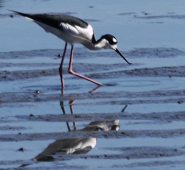 Black Necked Stilt