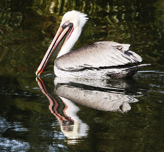 Brown Pelican Swimming