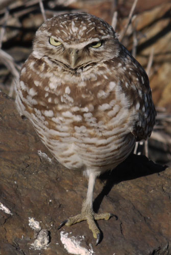 Burrowing Owl