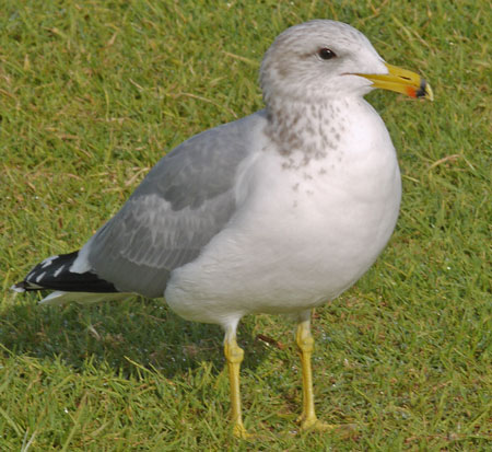 California Gull in Breeding Colors