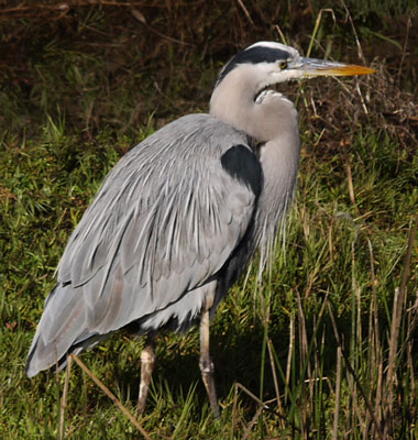 Great Blue Heron in Rose Creek