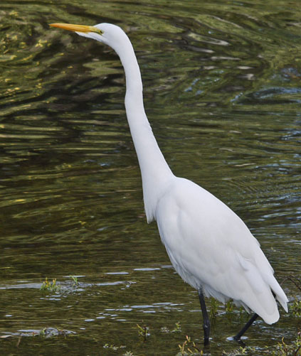 Great Egret