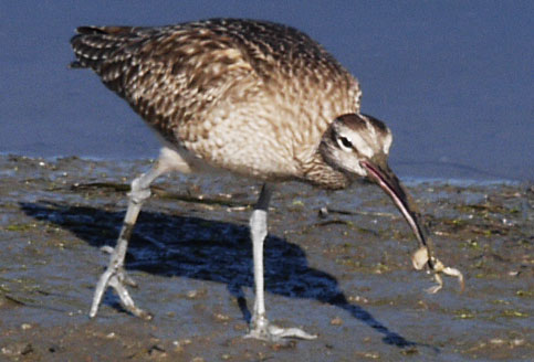 Long Billed Curlew Eating Crab