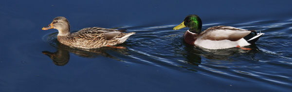 Mallard