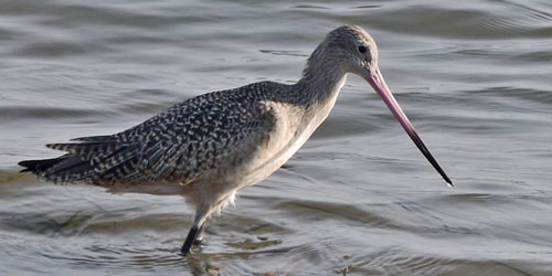 Marbled Godwit