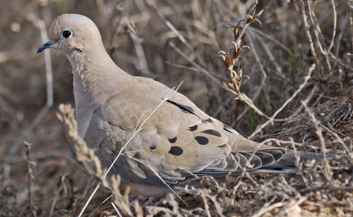 Mourning Dove