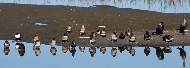 Mudbar with Redheads, American Wigeons, and Cormorants