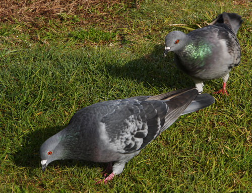 Pigeon or Rock Dove