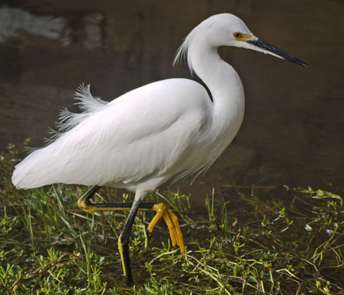 Juvenile Snowy Egret