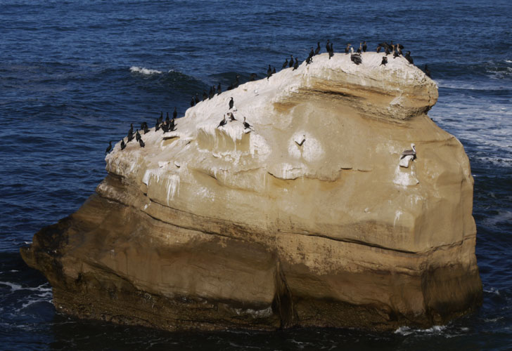 Sunset Cliffs Sea Stack with Cormorants, Brown Pelicans, and Gulls